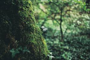 Nicolas CASTANO - CONSCIENCE SAUVAGE | NICOLAS CASTANO